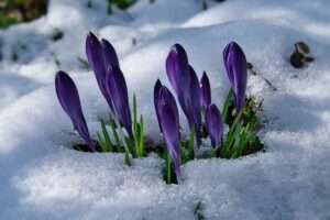 Frühblüher für den Garten im Winter