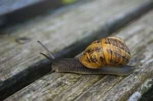 gefleckte Weinbergschnecke