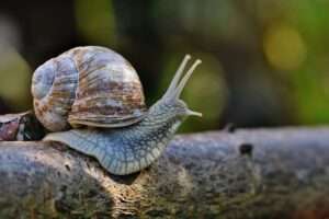 Weinbergschnecke