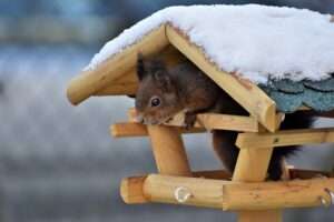 Eichhörnchen im Futterhaus