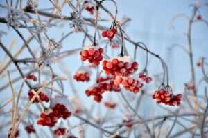 Garten im Winter: Früchte des Schneeballs